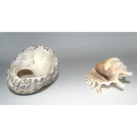 Natural Real Sea Shells Spike Spider Conch Magpie Shell Seashell Nautical Decor - Picture 3 of 14